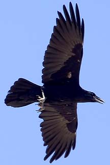 Raven, Goldwater Range, May 3, 2012